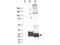 Microfibril Associated Protein 5 antibody, TA319429, Origene, Western Blot image 