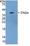 Statherin antibody, LS-C296506, Lifespan Biosciences, Western Blot image 