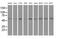 Syntrophin Alpha 1 antibody, MA5-25323, Invitrogen Antibodies, Western Blot image 
