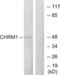 ACHR antibody, abx015266, Abbexa, Western Blot image 