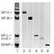 Nfm antibody, TA336604, Origene, Western Blot image 