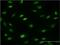 Mesoderm posterior protein 2 antibody, H00145873-M01, Novus Biologicals, Immunocytochemistry image 