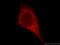KIAA0513 antibody, 21478-1-AP, Proteintech Group, Immunofluorescence image 