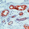 Prolactin-inducible protein antibody, LS-C87590, Lifespan Biosciences, Immunohistochemistry frozen image 