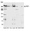 FAT Atypical Cadherin 1 antibody, A304-402A, Bethyl Labs, Western Blot image 