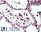 Tumor Necrosis Factor antibody, LS-B2123, Lifespan Biosciences, Immunohistochemistry frozen image 