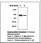 Alpha-1-B glycoprotein antibody, LS-C62039, Lifespan Biosciences, Western Blot image 