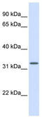 Mitochondrial Ribosomal Protein S15 antibody, TA344553, Origene, Western Blot image 