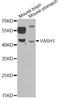 Vasohibin 1 antibody, LS-C747665, Lifespan Biosciences, Western Blot image 