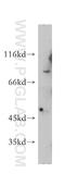 SET1 antibody, 12331-1-AP, Proteintech Group, Western Blot image 