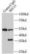 SEC13 Homolog, Nuclear Pore And COPII Coat Complex Component antibody, FNab07677, FineTest, Immunoprecipitation image 