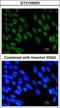Zinc finger protein 198 antibody, GTX105550, GeneTex, Immunocytochemistry image 