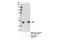 Chromobox 8 antibody, 14696S, Cell Signaling Technology, Immunoprecipitation image 