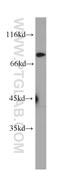 CCCTC-Binding Factor Like antibody, 60079-1-Ig, Proteintech Group, Western Blot image 