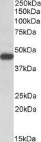 SH3 Domain Containing GRB2 Like 1, Endophilin A2 antibody, 42-410, ProSci, Western Blot image 