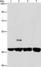 Serpin A9 antibody, PA5-50618, Invitrogen Antibodies, Western Blot image 