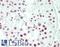 U1 small nuclear ribonucleoprotein C antibody, LS-B14192, Lifespan Biosciences, Immunohistochemistry paraffin image 