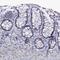 Pannexin 2 antibody, HPA039117, Atlas Antibodies, Immunohistochemistry frozen image 