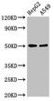 Killer cell immunoglobulin-like receptor 3DL1 antibody, orb52723, Biorbyt, Western Blot image 