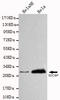 Syndecan Binding Protein antibody, LS-C178274, Lifespan Biosciences, Western Blot image 