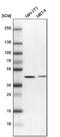 Sulfide Quinone Oxidoreductase antibody, NBP1-84510, Novus Biologicals, Western Blot image 