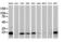NADH:Ubiquinone Oxidoreductase Subunit B9 antibody, LS-C172724, Lifespan Biosciences, Western Blot image 