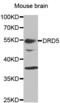 Dopamine Receptor D5 antibody, abx001436, Abbexa, Western Blot image 