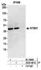 Starch-binding domain-containing protein 1 antibody, A304-481A, Bethyl Labs, Immunoprecipitation image 