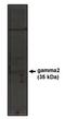 Calcium Voltage-Gated Channel Auxiliary Subunit Gamma 2 antibody, orb108860, Biorbyt, Western Blot image 