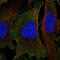Period Circadian Regulator 1 antibody, NBP2-57005, Novus Biologicals, Immunofluorescence image 