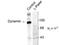 Dynamin-I antibody, TA309114, Origene, Western Blot image 