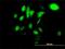 Hspa1 antibody, H00003304-M02, Novus Biologicals, Immunofluorescence image 