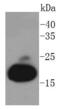Myoglobin antibody, A04058-1, Boster Biological Technology, Western Blot image 