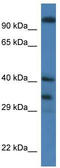 Mortality factor 4-like protein 1 antibody, TA342443, Origene, Western Blot image 
