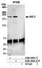 Nuclear Receptor Coactivator 3 antibody, A300-348A, Bethyl Labs, Immunoprecipitation image 