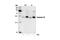 Gap Junction Protein Alpha 1 antibody, 3511S, Cell Signaling Technology, Western Blot image 