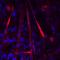 Cadherin 15 antibody, MAB7677, R&D Systems, Immunofluorescence image 