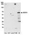 SRY-Box 10 antibody, A305-521A, Bethyl Labs, Western Blot image 