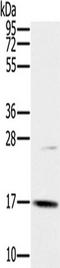 OCIA Domain Containing 2 antibody, TA350249, Origene, Western Blot image 