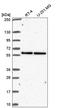 UBX Domain Protein 6 antibody, HPA061872, Atlas Antibodies, Western Blot image 