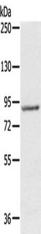 Ribosomal Protein S6 Kinase A1 antibody, TA350373, Origene, Western Blot image 