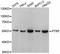 Caveolae Associated Protein 1 antibody, STJ27803, St John