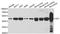 Ornithine aminotransferase, mitochondrial antibody, orb247317, Biorbyt, Western Blot image 