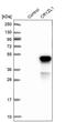 Crystallin Zeta Like 1 antibody, PA5-56131, Invitrogen Antibodies, Western Blot image 