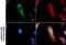 Isocitrate Dehydrogenase (NADP(+)) 2, Mitochondrial antibody, NBP2-43572, Novus Biologicals, Immunofluorescence image 
