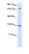 Rhox-11 antibody, orb324725, Biorbyt, Western Blot image 