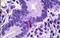 Pancreatic polypeptide antibody, NB100-1793, Novus Biologicals, Immunohistochemistry paraffin image 