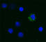 Tumor Necrosis Factor antibody, 502904, BioLegend, Immunofluorescence image 