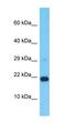 Ribonuclease H2 subunit C antibody, orb327199, Biorbyt, Western Blot image 