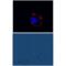 Metabotropic glutamate receptor 1 antibody, BML-SA610-0200, Enzo Life Sciences, Immunocytochemistry image 